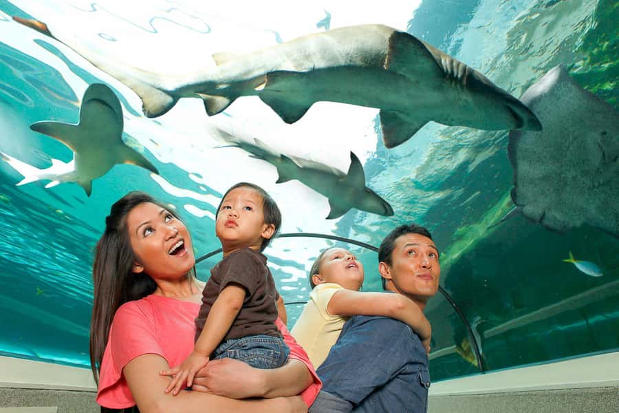 SEA LIFE Sydney Aquarium Entry Ticket - Darling Harbour location and what the entry ticket really gives you