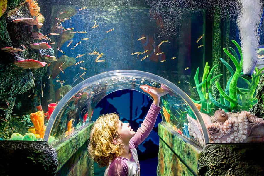 SEA LIFE Sydney Aquarium Entry Ticket - What you’ll see: the aquarium’s “must-do” animal route
