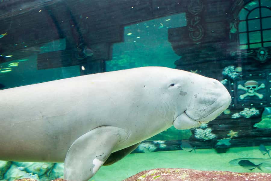 SEA LIFE Sydney Aquarium Entry Ticket - Great Barrier Reef display: sawfish, tropical fish, and Nemo moments