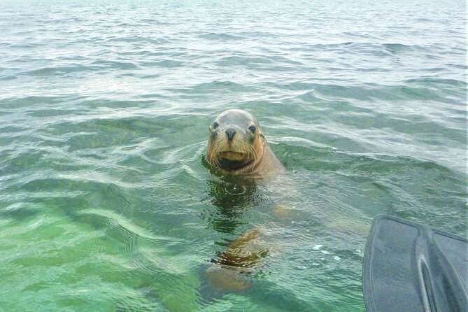 Seal Island and Penguin Island or Point Peron Sea Kayak Tour - Key Things to Know Before You Go