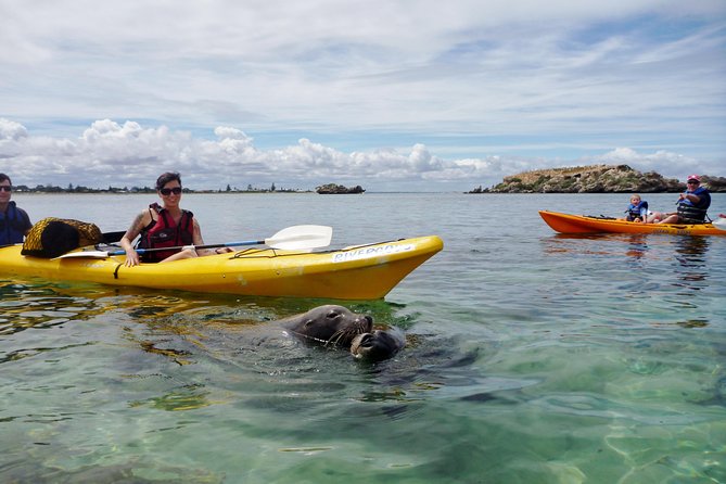 Seal Island and Penguin Island or Point Peron Sea Kayak Tour - The Route: Paddling to Seal Island and Penguin Island