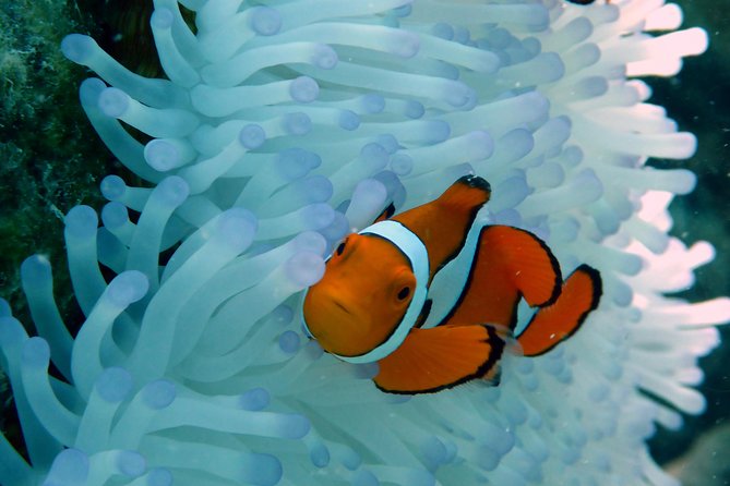 Seastar Luxury Outer Great Barrier Reef Island and Reef Tour - Outer Great Barrier Reef in a luxury yacht pace