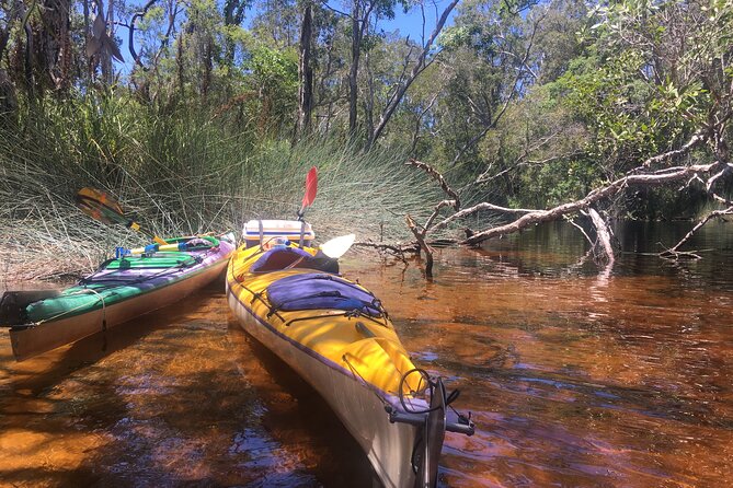 Self-Guided Noosa Everglades Kayak Tour - Price and value: what $86.79 gets you