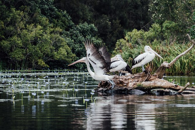 Serenity Cruise to Australia's Everglades - The short walk and leg stretch: why it’s more than a break