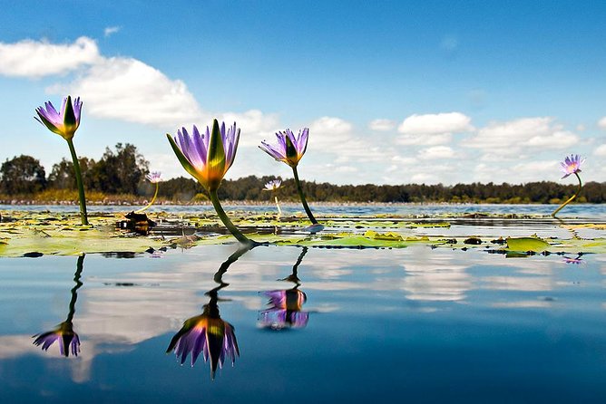 Serenity Cruise to Australia's Everglades - Price and value: is $67.42 per person a good deal?
