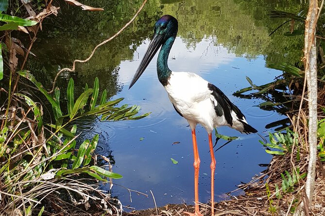 Shared Shuttle Return Transfers (ex Port Douglas) Transfers Only - Exploring the park at your pace after the cruise