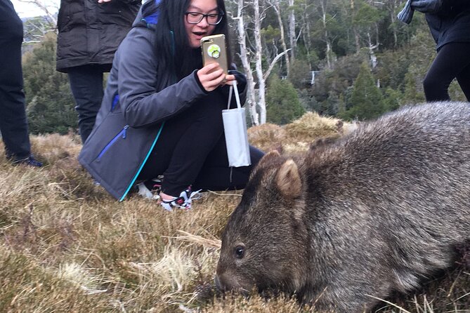 Shore Excursion - Cradle Mountain Shuttle Bus from Burnie - Wildlife chances at Cradle Mountain: wombats, wallabies, and echidnas