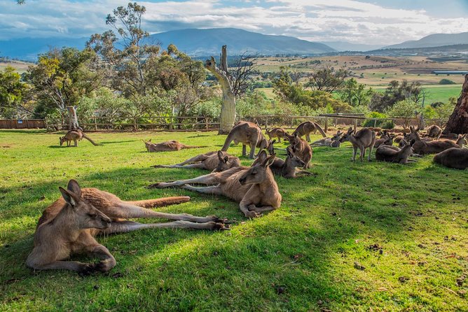 Shore Excursion: Hobart Highlights Day Tour - Salamanca Market on Saturdays: local art, food stalls, and smart timing