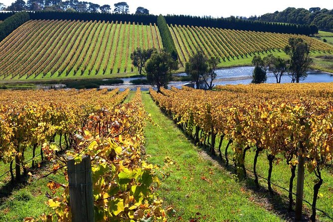 Shore Excursion Melbourne, Sights, Kangaroos, Koalas Lunch & Wine - Key things I’d circle before you go