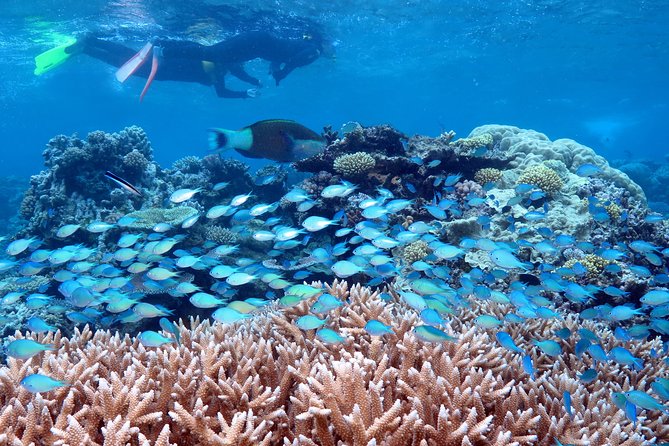 Silversonic Outer Great Barrier Reef Cruise from Port Douglas - Key Things I’d Notice First on This Outer Reef Cruise