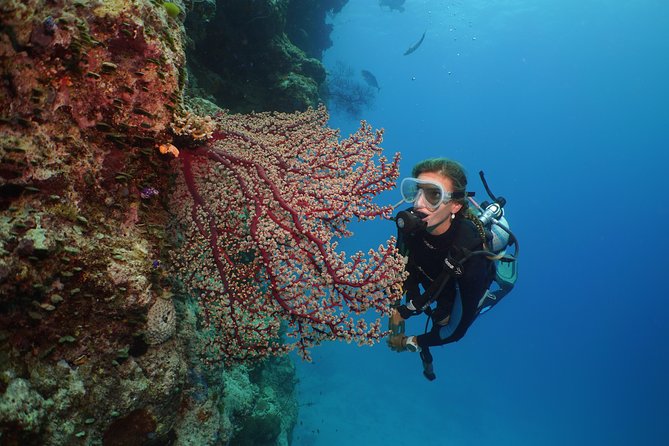 Silversonic Outer Great Barrier Reef Cruise from Port Douglas - Price and Value: Is $192.04 a Good Deal for the Outer Reef Day?