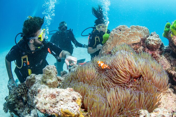 Silverswift Dive and Snorkel Great Barrier Reef Cruise - A Catamaran Day Trip to the Outer Reef From Cairns
