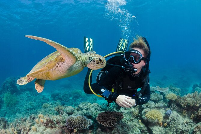 Silverswift Dive and Snorkel Great Barrier Reef Cruise - How the Boat Works During the Day (and Why It Matters)