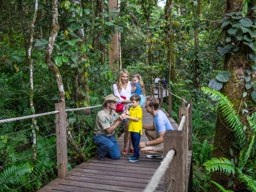Skyrail Rainforest Cableway Round-Trip Experience - Key highlights to look for