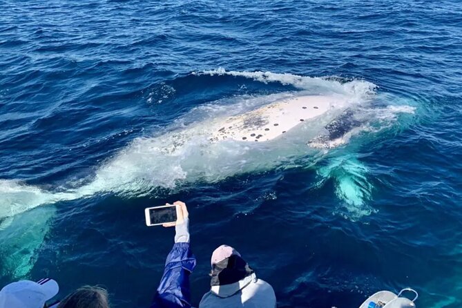 Small Boat Whale Watching Tour in Gold Coast - Key highlights you will care about