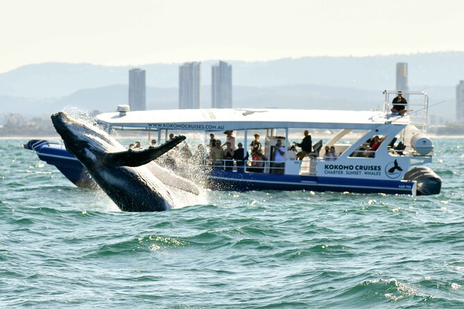 Small Boat Whale Watching Tour in Gold Coast - Wind, weather, and the day you might miss the whales