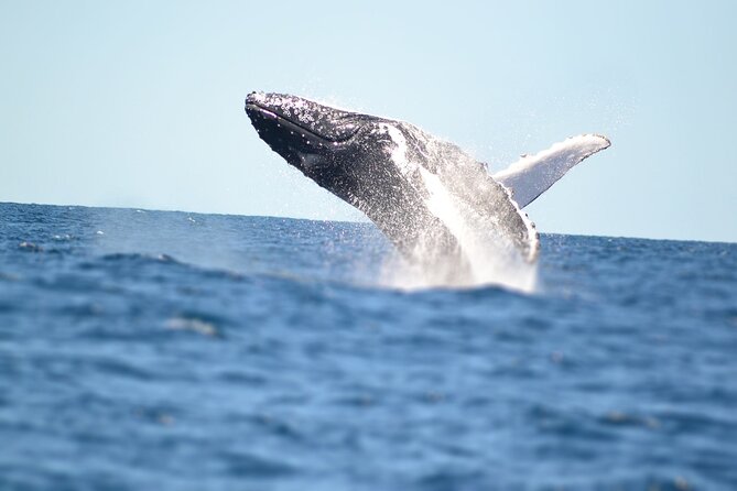 Small Boat Whale Watching Tour in Gold Coast - Quick planning checklist for your Gold Coast whale boat trip