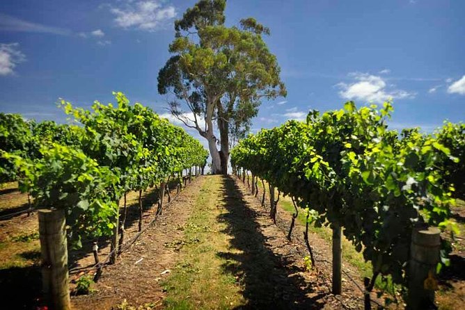 Small Group Adelaide Hills and Hahndorf Hideaway Tour from Adelaide - Beerenberg Farm and Melba’s Chocolate: Sweet Shopping Stops That Actually Matter