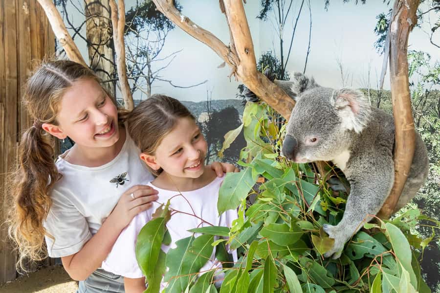 Small Group Blue Mountains, Wildlife & Scenic World Day Tour - Blue Mountains lookouts, Echo Point to Three Sisters