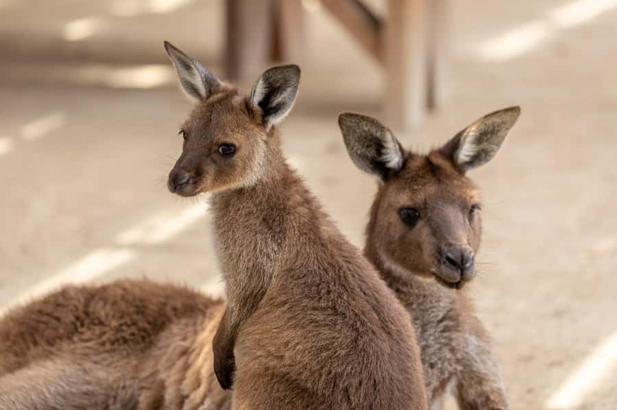 Small Group Blue Mountains, Wildlife & Scenic World Day Tour - Cahill’s Lookout on the way home, plus the ride back to Sydney