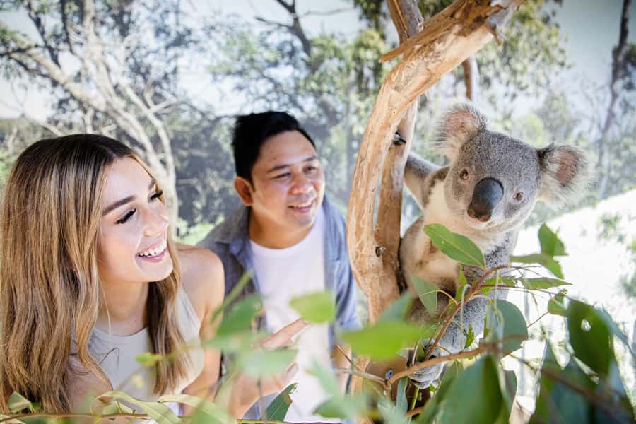 Small Group Blue Mountains, Wildlife & Scenic World Day Tour - Price and value at $147 for this mix