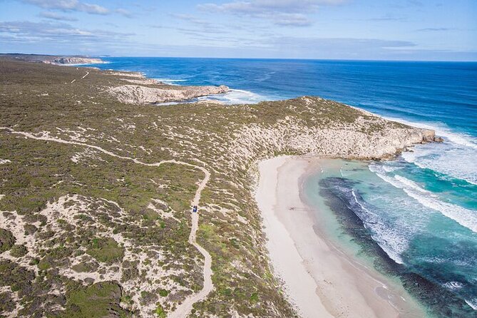 Small-Group Buggy Tour at Little Sahara with Guide - Wildlife odds: what to expect beyond koalas
