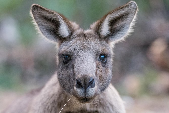 Small-Group Grampians Great Wildlife Escape Day Trip with Hiking - Key Highlights You Should Care About