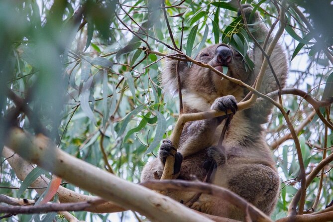 Small-Group Great Ocean Road Classic Day Tour from Melbourne - Pickup, Wi-Fi bus comfort, and how to not hate the ride