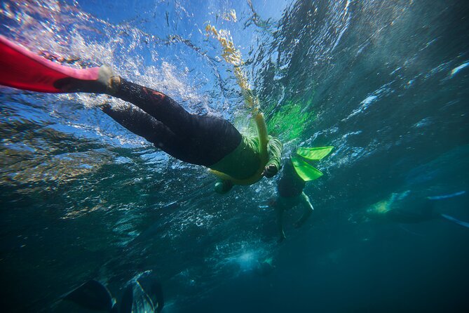 Small Group Manly Snorkel Tour and Nature Walk with Local Guide - Key highlights to look for
