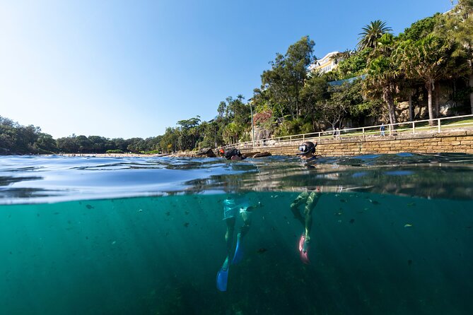 Small Group Manly Snorkel Tour and Nature Walk with Local Guide - Manly snorkeling from the beach, with a nature walk first