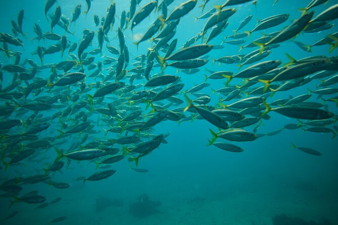 Small Group Manly Snorkel Tour and Nature Walk with Local Guide - What you can realistically spot in Cabbage Tree Bay