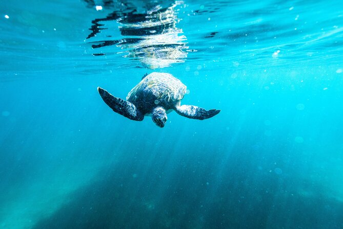 Small Group Manly Snorkel Tour and Nature Walk with Local Guide - Group size and guides: why “max 8” matters in the water