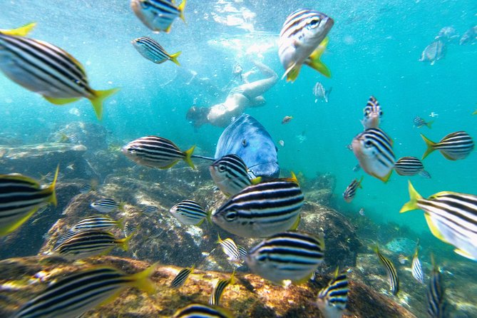 Small Group Manly Snorkel Tour and Nature Walk with Local Guide - Price and value at $78.18 per person
