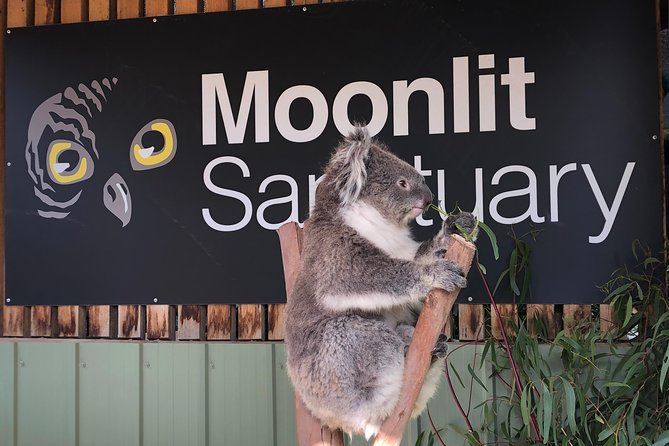 Small-Group Phillip Island Afternoon Day Trip from Melbourne - Penguin Parade at Phillip Island Nature Parks: how to get the best view