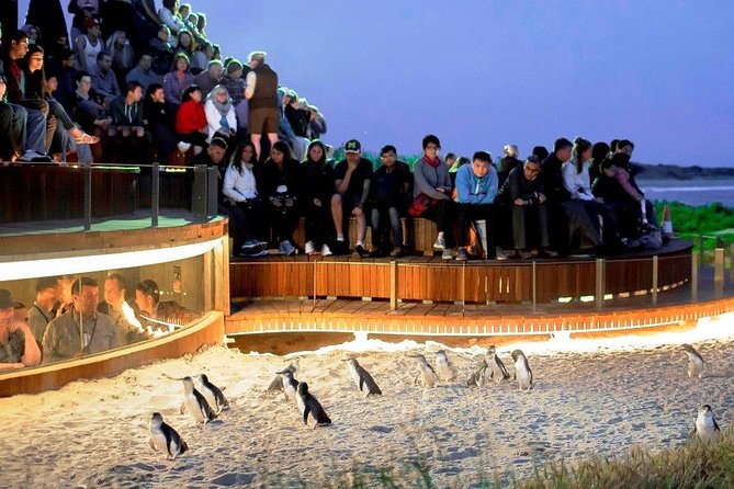 Small-Group Phillip Island Afternoon Day Trip from Melbourne - Group size, pickup, and the timing that affects your day