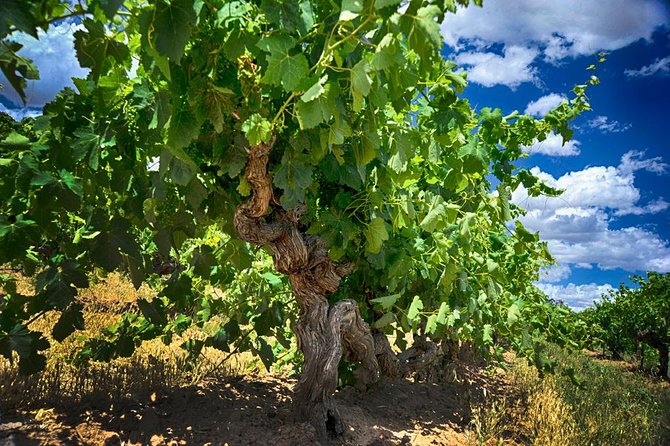 Small Tour Barossa Valley Voyager Tour from Adelaide - Key Highlights You’ll Feel Right Away
