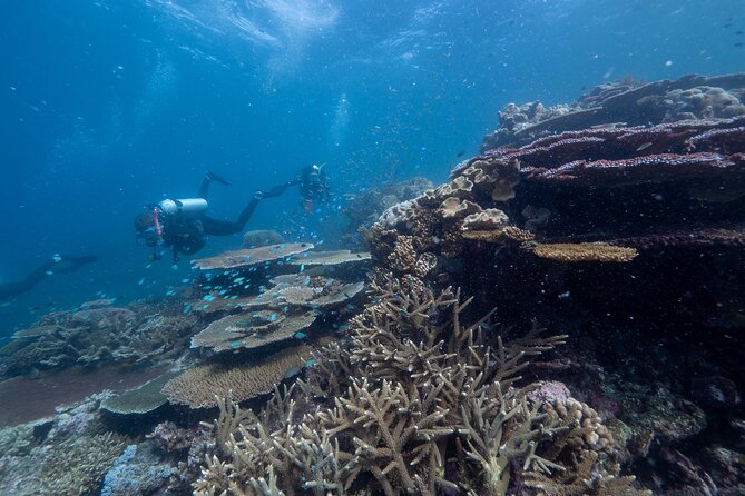Snorkel & Dive the Reef: Sustainable, Scientific & Cultural Tour - Glass-bottom boats, underwater observatory, and semi-submersible viewing