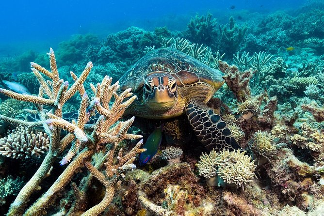 Snorkel & Dive the Reef: Sustainable, Scientific & Cultural Tour - The real rhythm: timing, lunch, and making the most of 8 hours