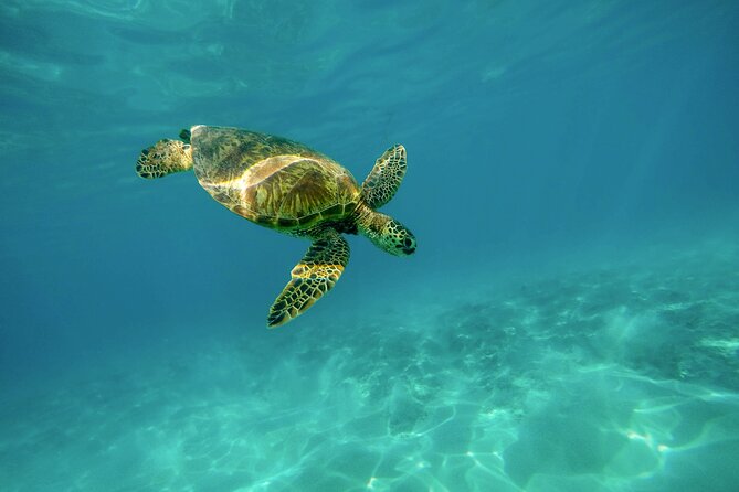 Snorkel with Turtles Gold Coast - Snorkeling with Turtles at Cook Island Aquatic Reserve