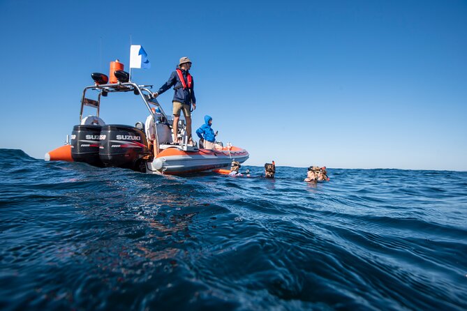 Snorkel with Turtles Gold Coast - Price and value: what $114.04 buys you here