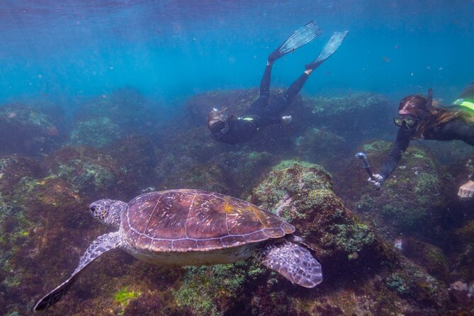 Snorkel with Turtles Gold Coast - The 2.5-hour structure, with time for the actual snorkel
