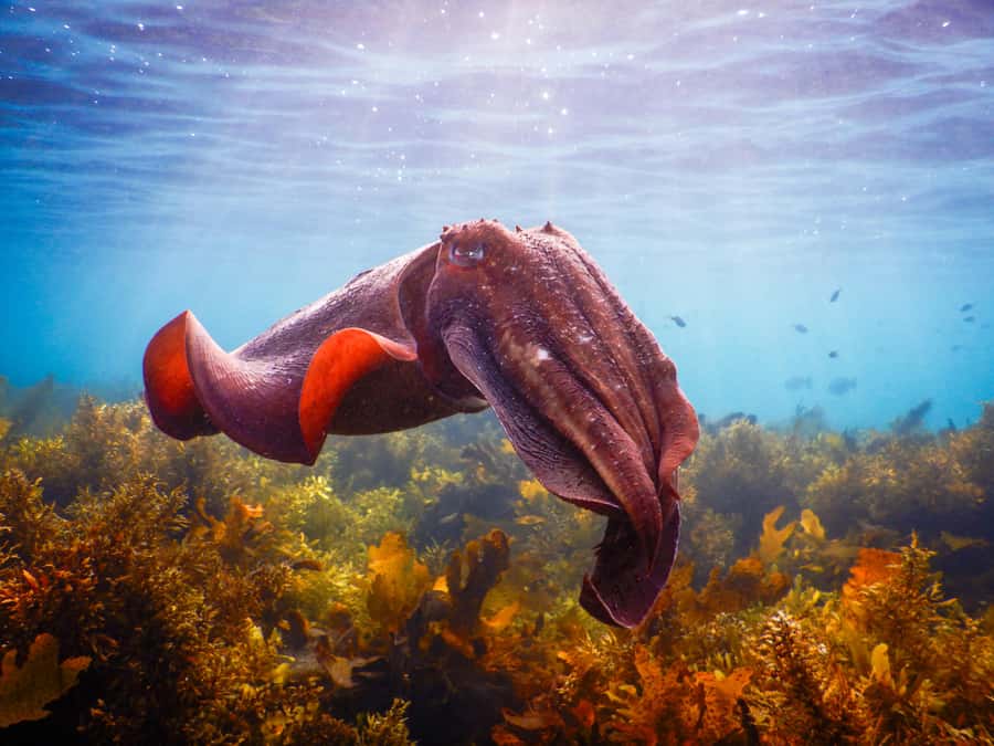 Snorkeling Tour: Discover Sydney’s impressive sea life - Key points before you go