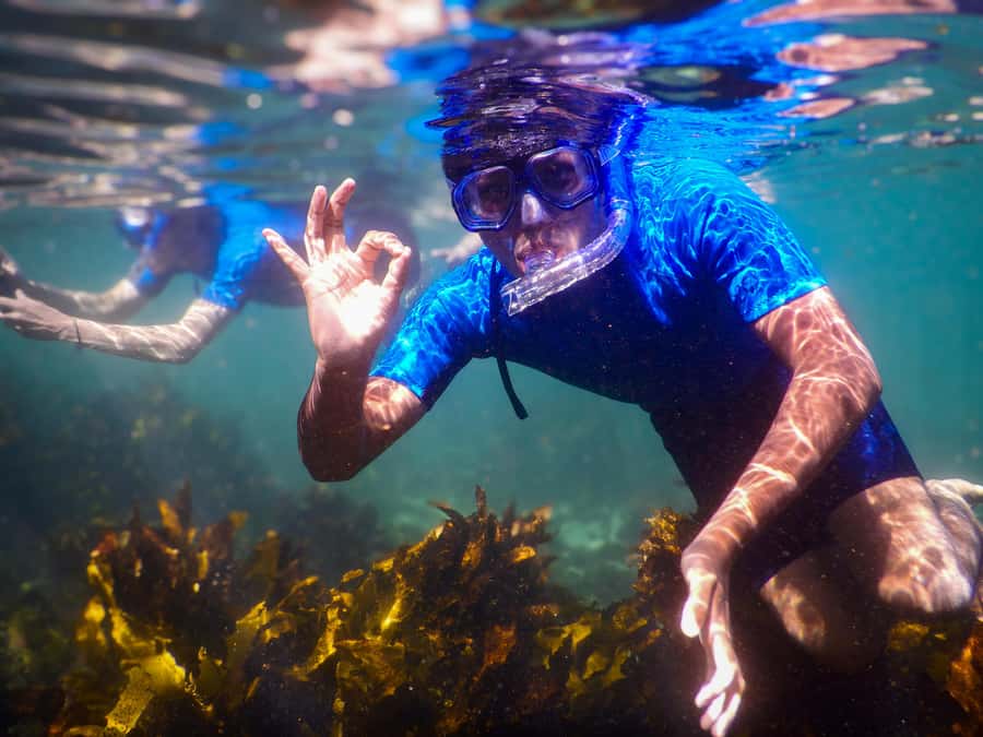 Snorkeling Tour: Discover Sydney’s impressive sea life - Where the tour happens: Clovelly and the Bronte-Coogee Aquatic Reserve