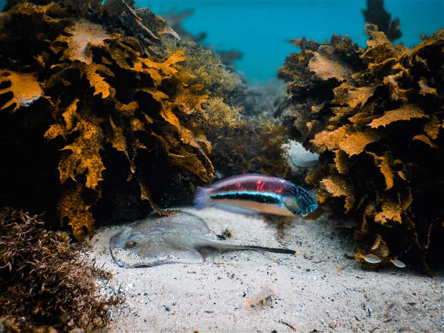 Snorkeling Tour: Discover Sydney’s impressive sea life - Meeting point and the 15-minute safety briefing