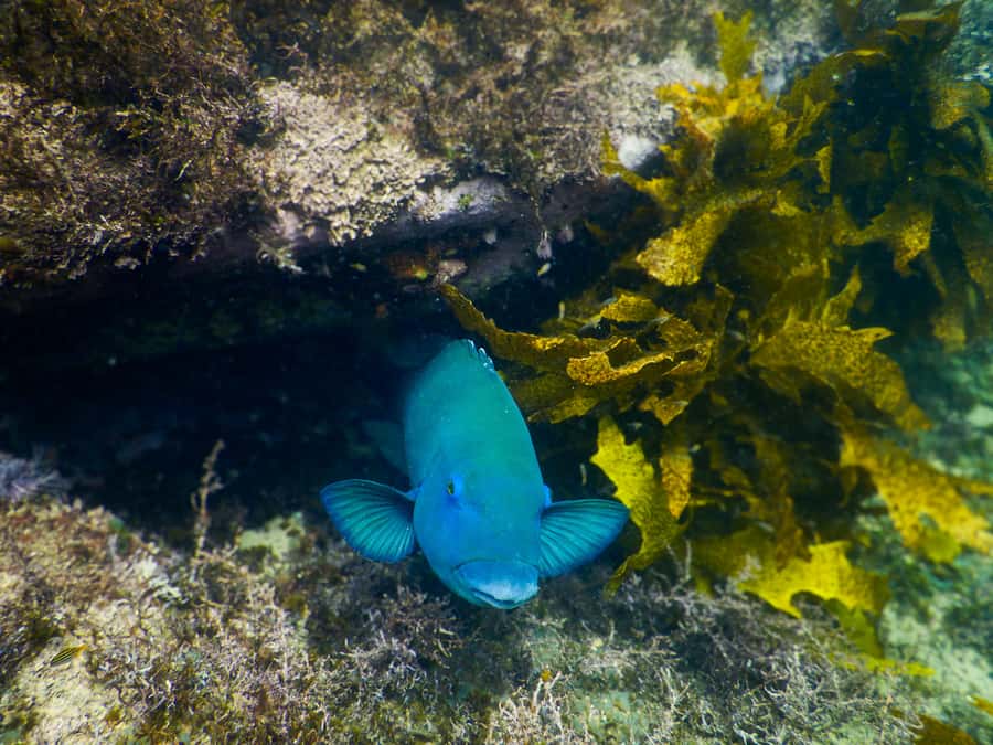 Snorkeling Tour: Discover Sydney’s impressive sea life - Photos and the no-phone snorkeling advantage