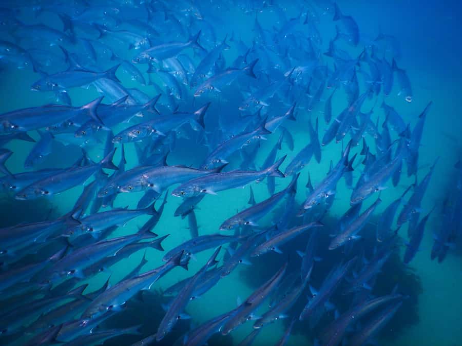 Snorkeling Tour: Discover Sydney’s impressive sea life - Where to hang out after snorkeling: Clovelly Beach and the coastal walk