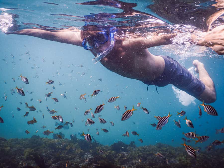 Snorkeling Tour: Discover Sydney’s impressive sea life - Price and time: is $69 good value for Sydney snorkeling?