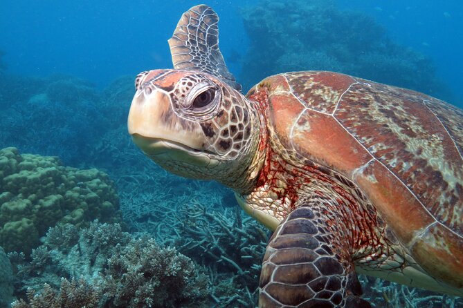 Snorkelling or Glass Bottom Boat at Green Island from Cairns - Price and Value: What You Get for Around $87.50