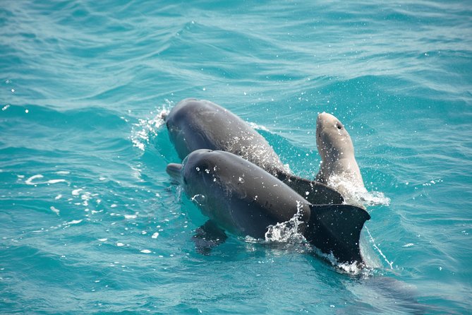 Snubfin Dolphin Eco Cruise from Broome - Key things I’d focus on before you go