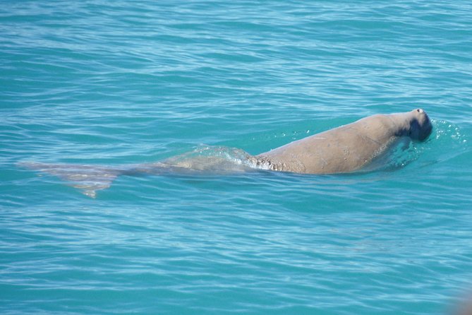 Snubfin Dolphin Eco Cruise from Broome - Boarding Ballena in Broome: what comfort looks like on the water